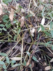 Oxytropis caespitosa