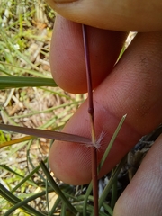 Tribolium hispidum