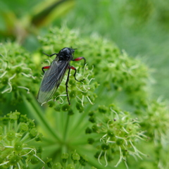 Bibio pomonae