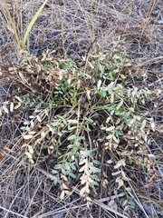 Oxytropis caespitosa