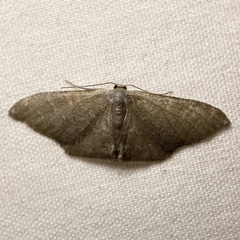 Idaea coercita