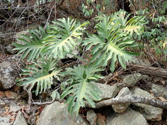 Thaumatophyllum