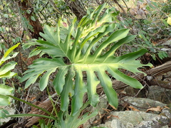Thaumatophyllum