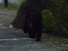 Ursus americanus eremicus