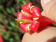 Augusta longifolia