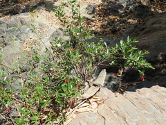 Augusta longifolia