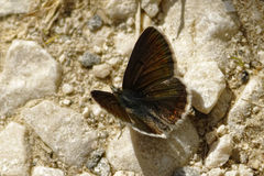 Aricia artaxerxes allous