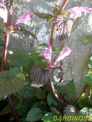 Lamium garganicum