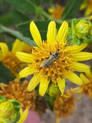 Chauliognathus hieroglyphicus