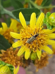 Chauliognathus hieroglyphicus