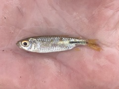 Brycinus kingsleyae
