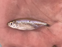 Nannopetersius lamberti