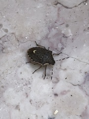 Holcostethus albipes