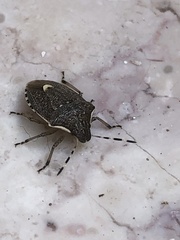 Holcostethus albipes