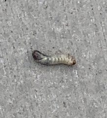 Scolecocampa liburna