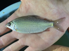 Distichodus notospilus