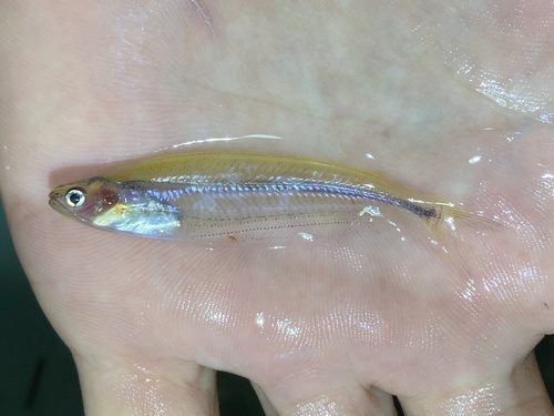 African glass catfish (Parailia occidentalis) — Schilbeidae — 2