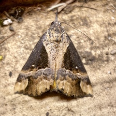 Dichromia quinqualis