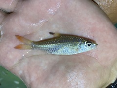 Enteromius holotaenia