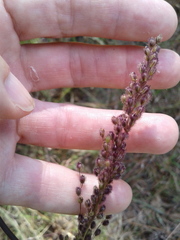 Anthenantia rufa