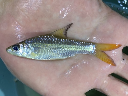 Brazza's barb (Enteromius brazzai) — Cyprinidae — 3