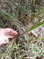 Anthenantia rufa