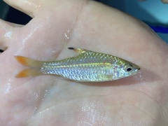 Enteromius holotaenia