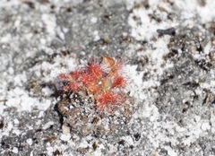 Drosera roseana