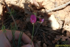 Lathyrus digitatus