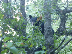 Ursus americanus eremicus