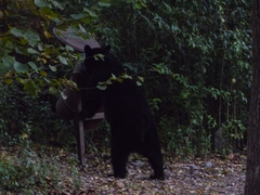 Ursus americanus eremicus