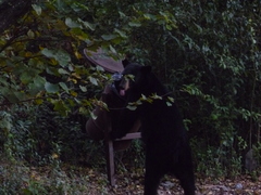 Ursus americanus eremicus