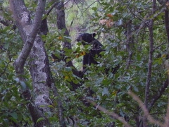 Ursus americanus eremicus