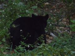 Ursus americanus eremicus