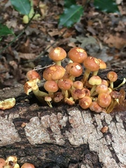Hypholoma fasciculare