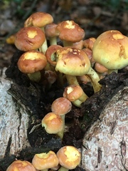 Hypholoma fasciculare