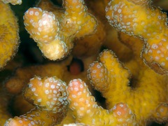 Seriatopora caliendrum