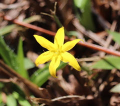 Hypoxis juncea