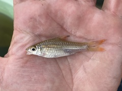 Enteromius holotaenia