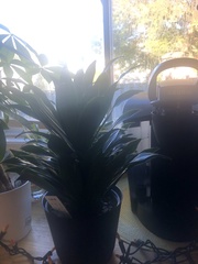 Dracaena fragrans compacta