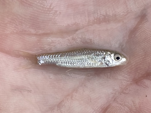 Bates's barb (Labeobarbus batesii) — Cyprinidae — 5
