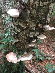 Fomitopsis betulina