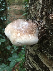 Fomitopsis betulina