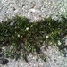 Sagina decumbens - Photo (c) botanygirl, algunos derechos reservados (CC BY), subido por botanygirl