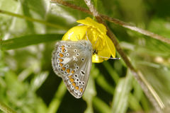 Aricia artaxerxes allous