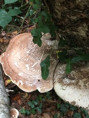 Fomitopsis betulina