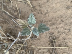 Malvella leprosa