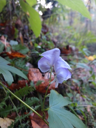 Image of Aconitum uncinatum by (c) Sam Taylor, some rights reserved (CC BY)
