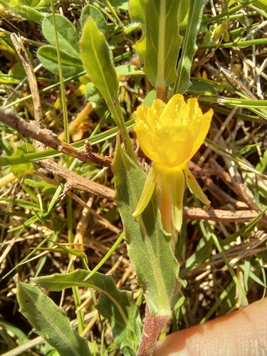 Oenothera indecora iNat (2)