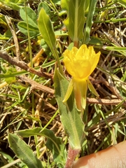 Oenothera indecora